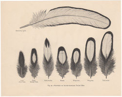 polish hen feathers